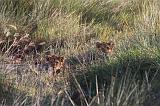 TANZANIA - Serengeti National Park - Leoni Lions - 16